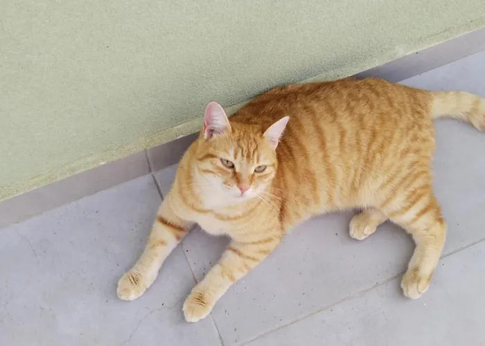 Willa Mentoros Karavádhos