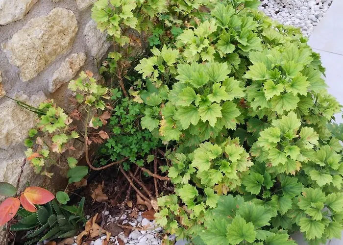 Mentoros Willa Karavádhos